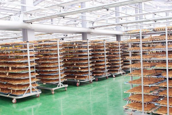 Photo of Ginseng drying room